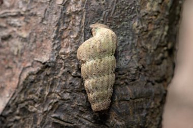 Güzel bir tırmanma salyangozu (Cerithidea decollate), mangrov ağacının gövdesinde sıkışmış mangrov salyangozu olarak da bilinir.