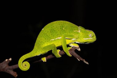 Sıcak bir yaz akşamında bir dalda güzel bir kanat boyunlu bukalemun (Chamaeleo dilepis). 