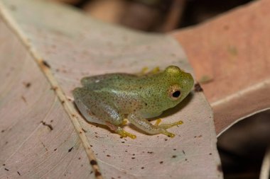 A beautiful water lily reed frog (Hyperolius pusillus) on a leaf in a coastal forest clipart