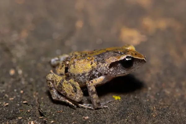 stock image A cute bush squeaker (Arthroleptis wahlbergii) in a coastal forest