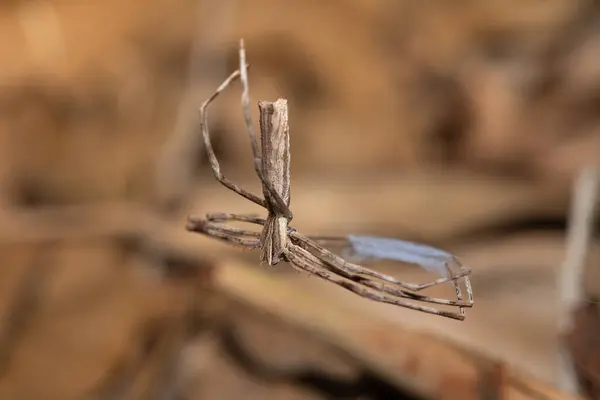 stock image Long-palp Ogre-faced Spider (Asianopis cylindrica) getting ready to ambush prey in a coastal forest