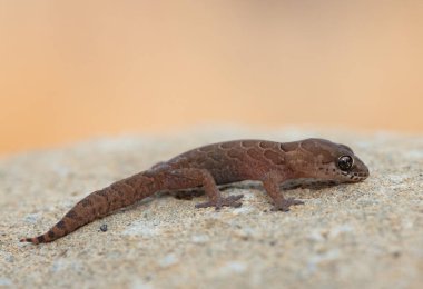 A beautiful Spotted Thick-toed Gecko (Pachydactylus maculatus) on a large rock in the wild clipart