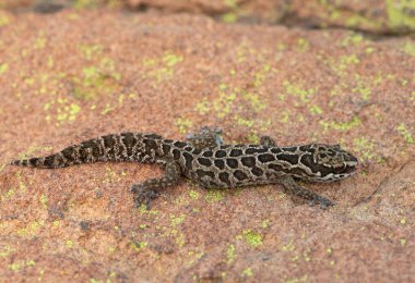 A beautiful Spotted Thick-toed Gecko (Pachydactylus maculatus) on a large rock in the wild clipart