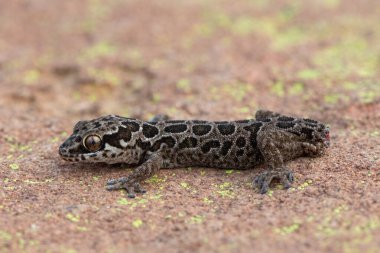 A beautiful Spotted Thick-toed Gecko (Pachydactylus maculatus) on a large rock in the wild clipart