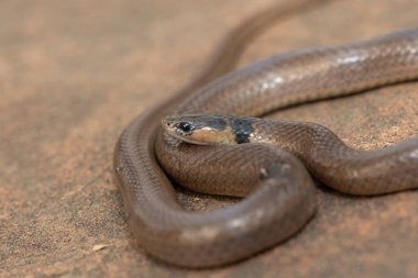 Güzel bir siyah başlı Çıyan yiyici (Aparallactus capensis), vahşi doğada bir kırkayak-yiyen olarak da bilinir.