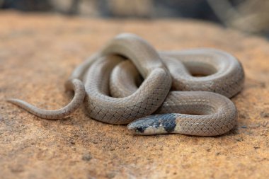 Güzel bir siyah başlı Çıyan yiyici (Aparallactus capensis), vahşi doğada bir kırkayak-yiyen olarak da bilinir.