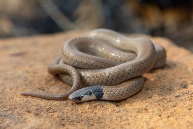 Güzel bir siyah başlı Çıyan yiyici (Aparallactus capensis), vahşi doğada bir kırkayak-yiyen olarak da bilinir.