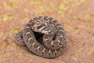 Rombik yumurta yiyici (Dasypeltis scabra) ya da yumurta yiyen yılan olarak da bilinir, vahşi doğada savunmasızlığını gösterir.