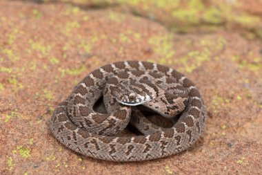 Rombik yumurta yiyici (Dasypeltis scabra) ya da yumurta yiyen yılan olarak da bilinir, vahşi doğada savunmasızlığını gösterir.