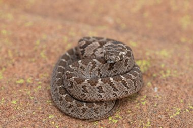 Rombik yumurta yiyici (Dasypeltis scabra) ya da yumurta yiyen yılan olarak da bilinir, vahşi doğada savunmasızlığını gösterir.