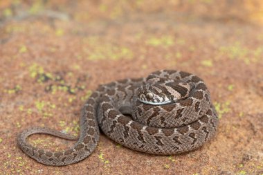 Rhombic egg eater (Dasypeltis scabra), also known as a common egg eater, or egg-eating snake, displaying defensiveness in the wild clipart