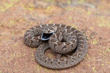 Rombik yumurta yiyici (Dasypeltis scabra) ya da yumurta yiyen yılan olarak da bilinir, vahşi doğada savunmasızlığını gösterir.