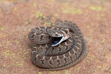 Rhombic egg eater (Dasypeltis scabra), also known as a common egg eater, or egg-eating snake, displaying defensiveness in the wild clipart