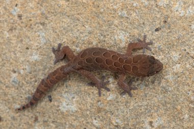 Güzel, benekli, kalın parmaklı bir Gecko (Pachydactylus maculatus) vahşi doğada büyük bir kayanın üzerinde