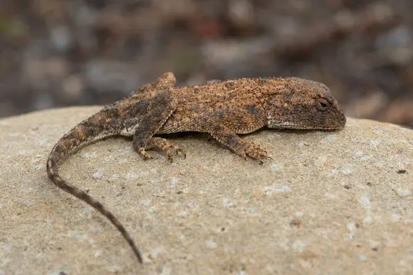 stock image Cute Eastern Ground Agama (Agama aculeata distanti) on a rock in a grassland