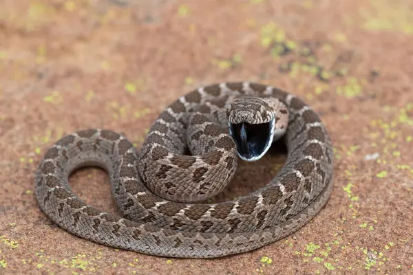 stock image Rhombic egg eater (Dasypeltis scabra), also known as a common egg eater, or egg-eating snake, displaying defensiveness in the wild