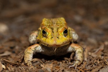 A beautiful Lemaires Toad (Sclerophrys lemairii) near the barotse floodplain, western Zambia clipart