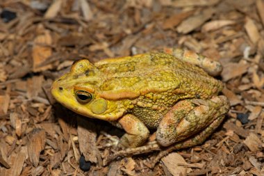 A beautiful Lemaires Toad (Sclerophrys lemairii) near the barotse floodplain, western Zambia clipart