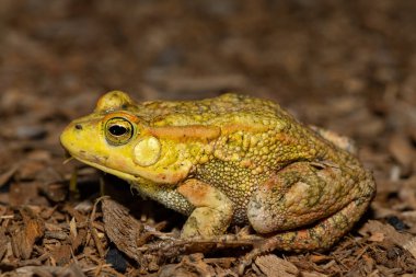 Güzel bir Lemaires Kurbağası (Sclerophrys lemairii), batı Zambiya 'da, Barotse taşkın ovasının yakınında.