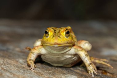 Güzel bir Lemaires Kurbağası (Sclerophrys lemairii), batı Zambiya 'da, Barotse taşkın ovasının yakınında.