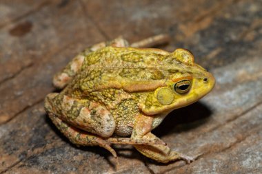 Güzel bir Lemaires Kurbağası (Sclerophrys lemairii), batı Zambiya 'da, Barotse taşkın ovasının yakınında.