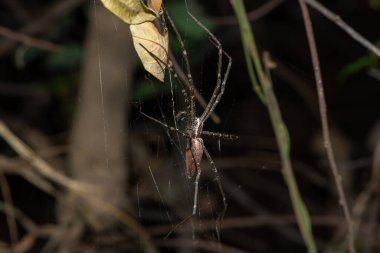 Büyük bir huni ağı ağ örümceği (Euprosthenops sp), batı Zambiya