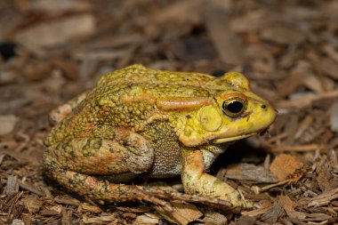 Güzel bir Lemaires Kurbağası (Sclerophrys lemairii), batı Zambiya 'da, Barotse taşkın ovasının yakınında.