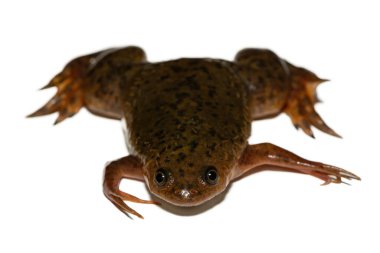 Beyaz arka planda, Afrika Pençeli Kurbağa (Xenopus laevis) olarak da bilinen şirin bir Platanna.