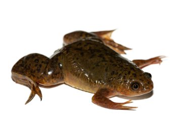 Beyaz arka planda, Afrika Pençeli Kurbağa (Xenopus laevis) olarak da bilinen şirin bir Platanna.