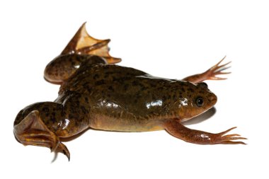 Beyaz arka planda, Afrika Pençeli Kurbağa (Xenopus laevis) olarak da bilinen şirin bir Platanna.