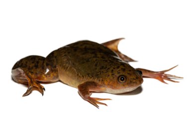 A cute Common Platanna, also known as the African Clawed Frog (Xenopus laevis) against a white background clipart