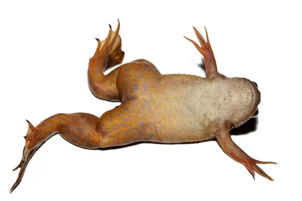 stock image The underside of a Common Platanna, also known as the African Clawed Frog (Xenopus laevis) against a white background