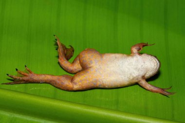 Büyük yeşil bir yaprağın üzerinde, Afrika Pençeli Kurbağası (Xenopus laevis) olarak da bilinen şirin bir Platanna 'nın alt kısmı.