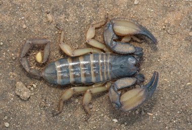 Above photograph of a beautiful flat rock scorpion (Hadogenes trichiurus pallidus)  clipart