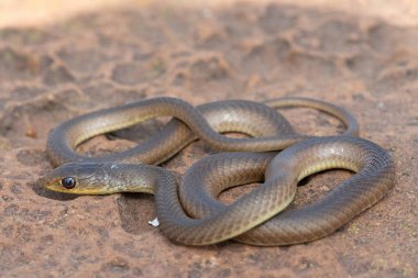 Genç bir kısa burunlu çim yılanı (Psammophis brevirostris) vahşi doğada