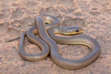 Genç bir kısa burunlu çim yılanı (Psammophis brevirostris) vahşi doğada