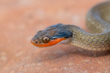 Kırmızı dudaklı bir haberci yılanın (Crotaphopeltis hotamboeia) 