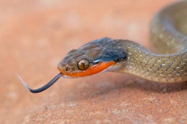 Kırmızı dudaklı bir haberci yılanın (Crotaphopeltis hotamboeia) 