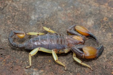 Close-up of a beautiful Haacke's Burrowing Scorpion (Opistophthalmus haackei)  clipart