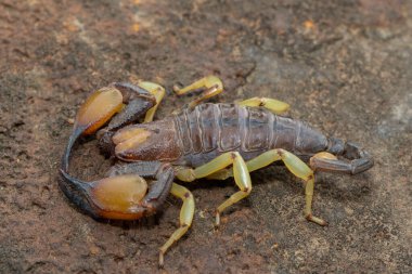Güzel bir Haacke Burrowing Scorpion 'un (Opistophthalmus haackei) 
