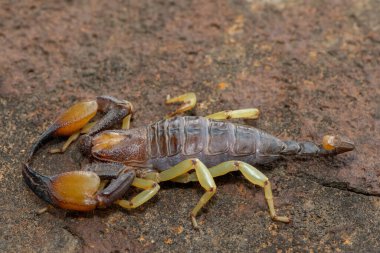 Güzel bir Haacke Burrowing Scorpion 'un (Opistophthalmus haackei) 