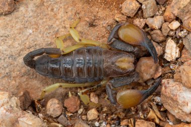 Güzel bir Haacke Burrowing Scorpion 'un (Opistophthalmus haackei) 