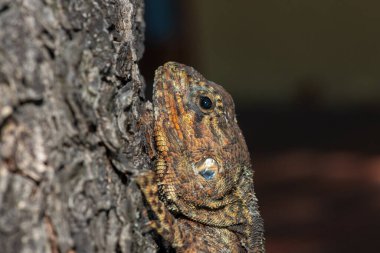 Falks Mavi Kafalı Ağaç Agama (Acanthocercus siyanocephalus)