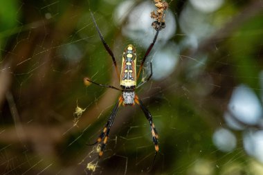 Ağ üzerinde güzel bir bant bacaklı Altın Küre dokumacı (Trichonephila senegalensis)