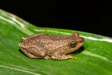 Angolan Reed Kurbağası (Hyperolius parallelus)