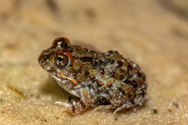 Şirin bir kum kurbağası (Tomopterna sp.) Zambiya 'daki Liuwa Plains Ulusal Parkı' ndaki bir su birikintisinin kenarında.