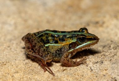 A beautiful Mascarene Grass Frog (Ptychadena mascareniensis), also known as the Mascarene Ridged Frog, near a pond in Liuwa Plain National Park, Zambia clipart