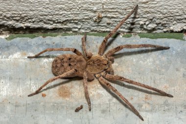 Güzel bir tropikal kurt örümceği (Ctenus sp), Zambiya 'da gezgin bir örümcek türü.