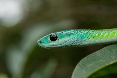 Güzel bir Batı Natal Yeşil Yılanı 'nın (Philothamnus occidentalis) bir ağaçtaki yakın çekimi