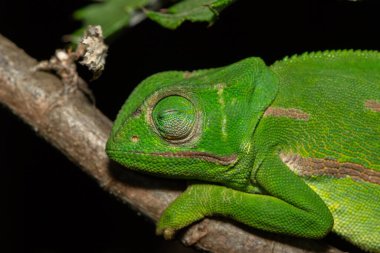 A cute flap-necked chameleon (Chamaeleo dilepis) on a branch clipart